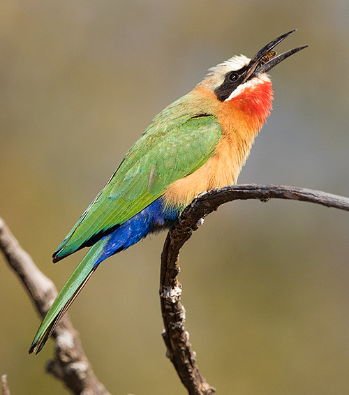 White-fronted Bee-eater